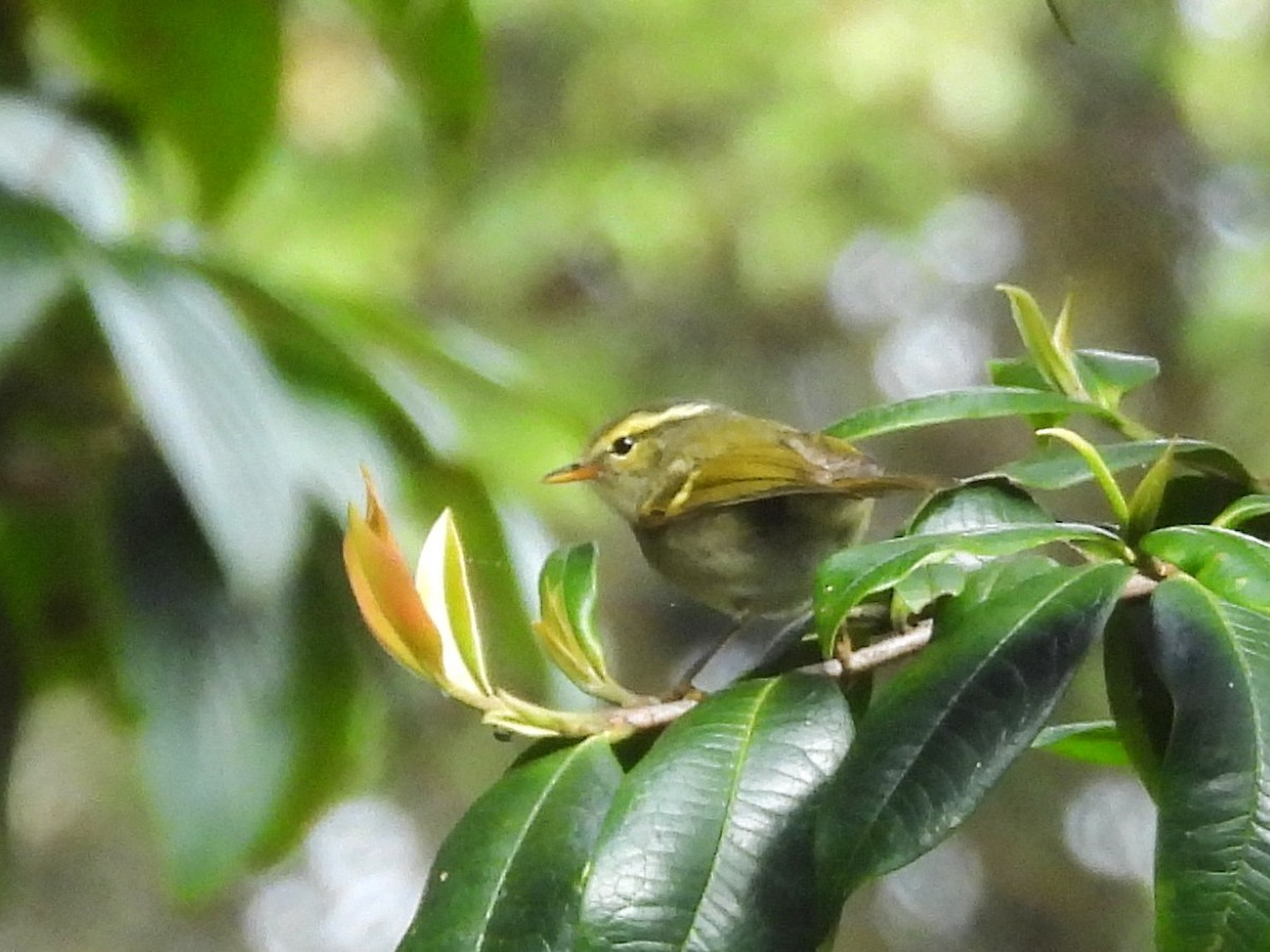 Davison's Leaf Warbler - ML638354871
