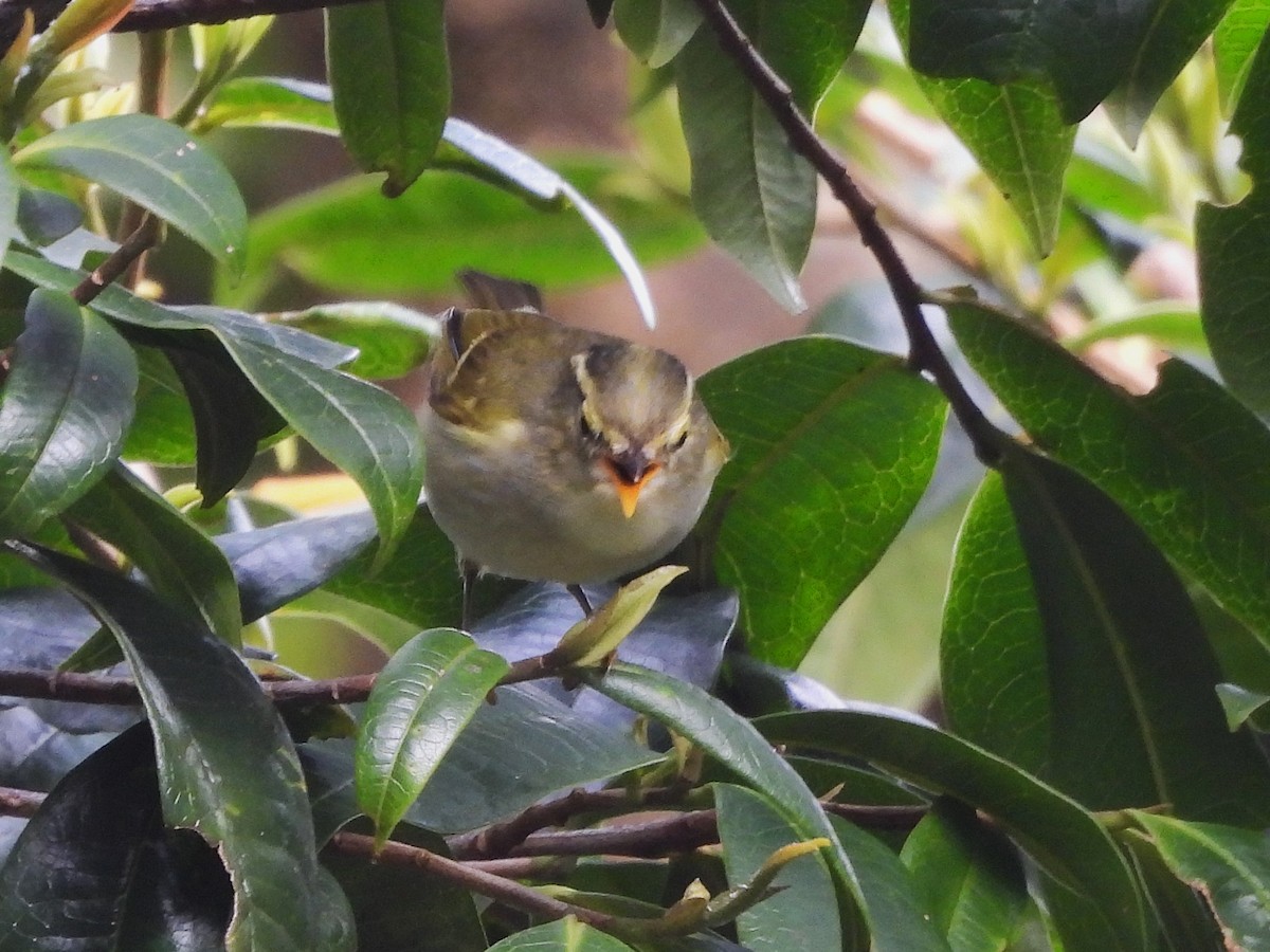 Davison's Leaf Warbler - ML638354872