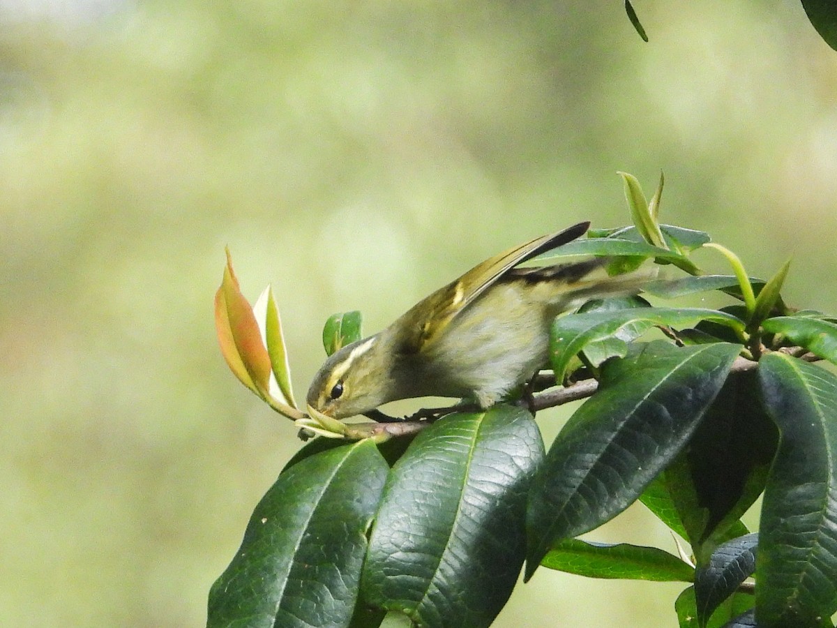 Davison's Leaf Warbler - ML638354873