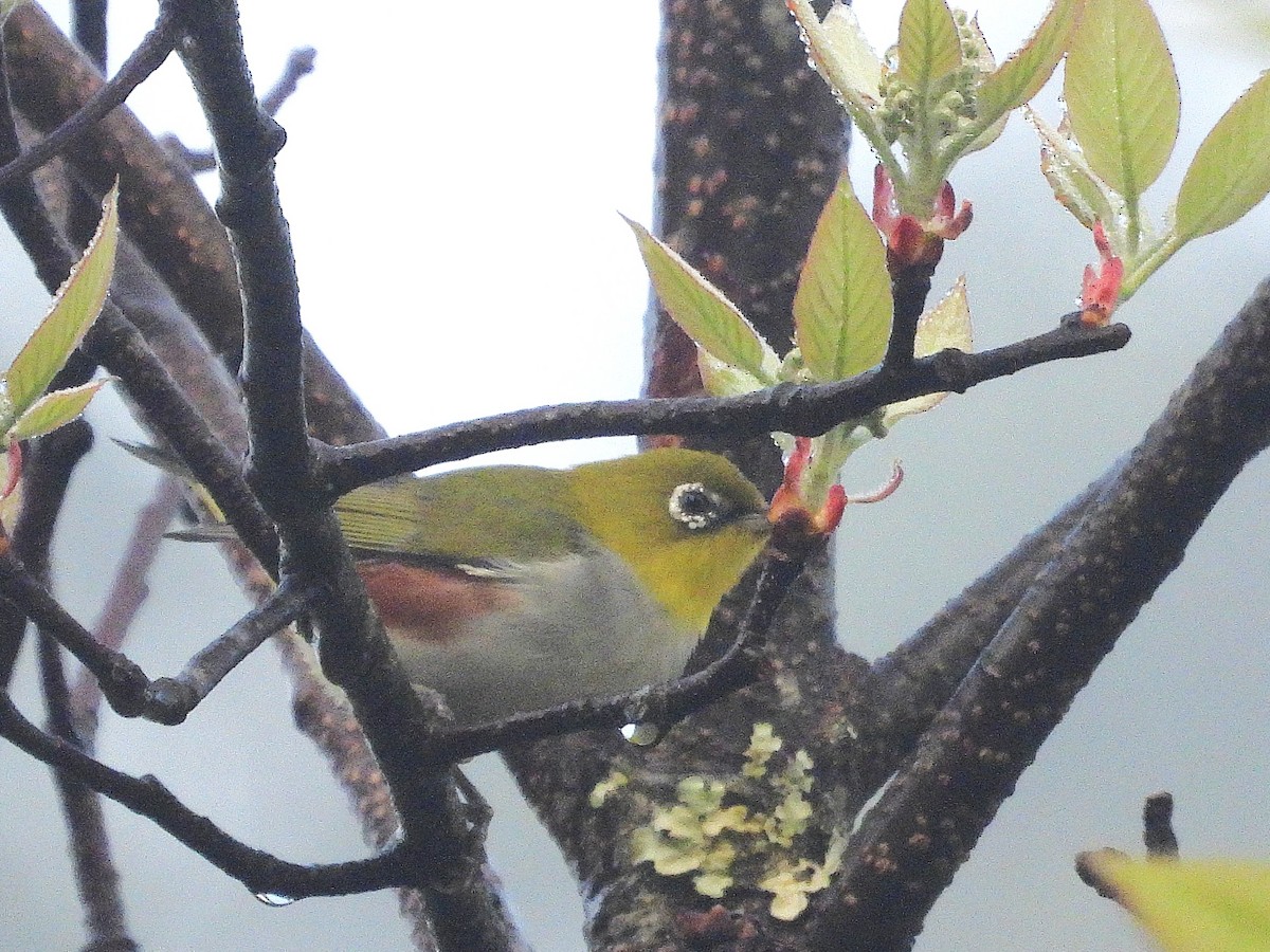 Chestnut-flanked White-eye - ML638354877