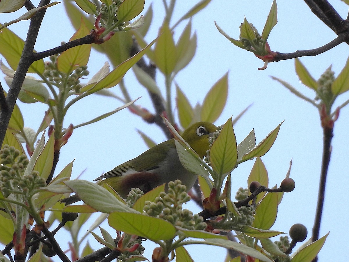 Chestnut-flanked White-eye - ML638354878
