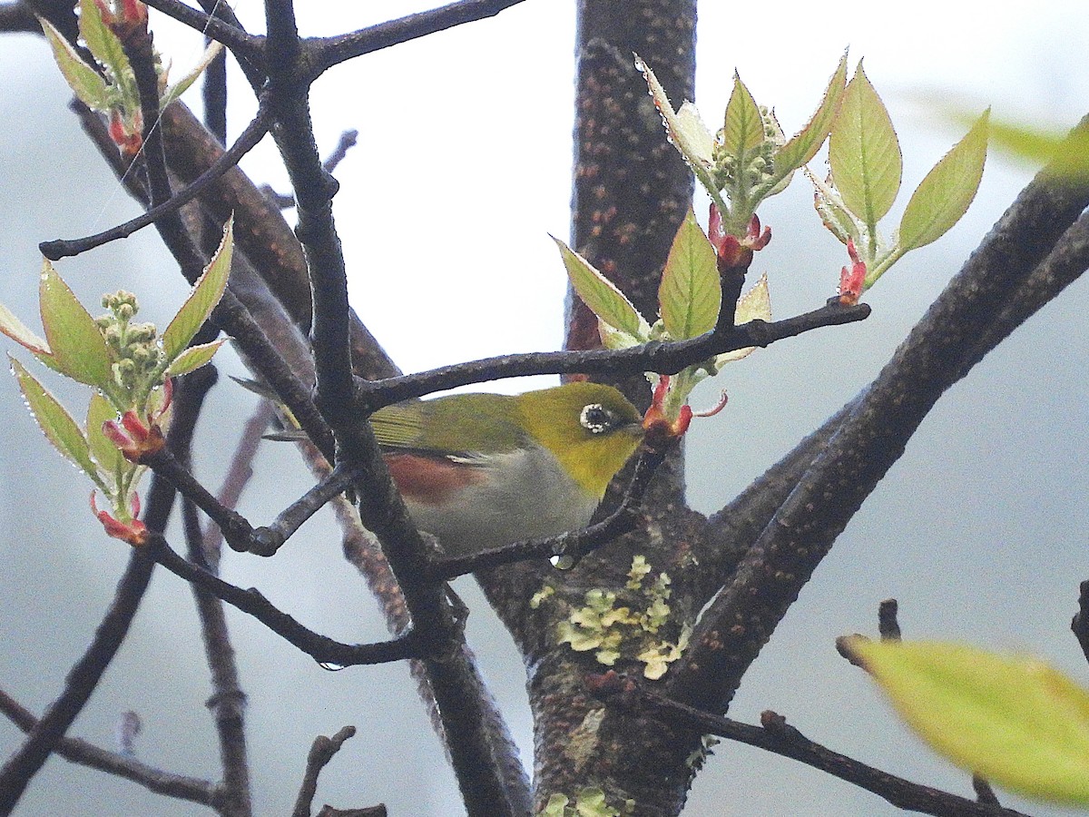 Chestnut-flanked White-eye - ML638354879