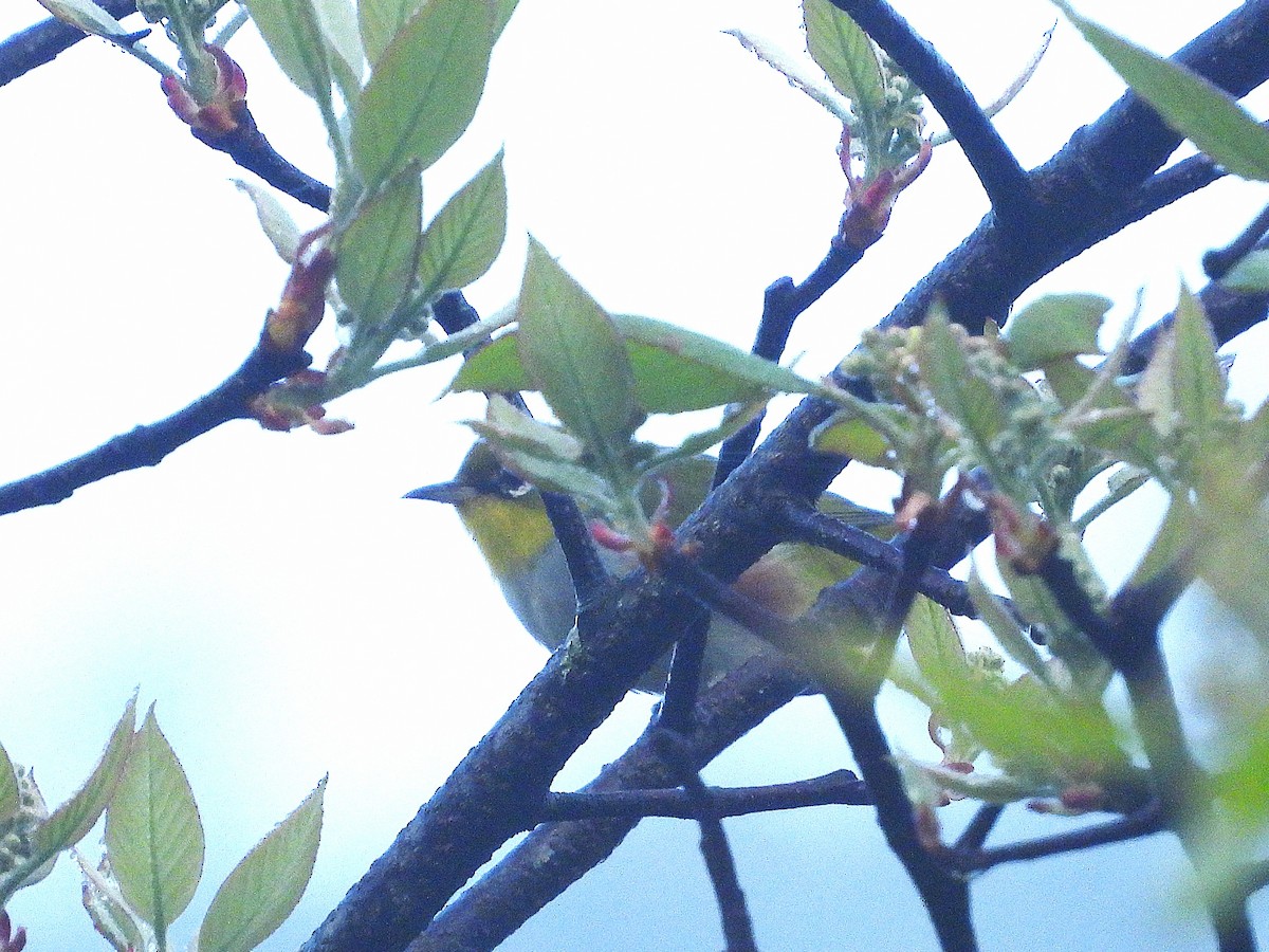 Chestnut-flanked White-eye - ML638354880