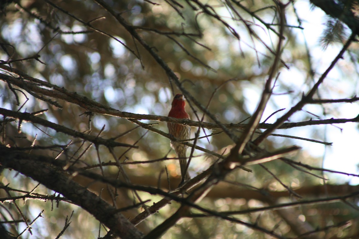 House Finch - ML638354881