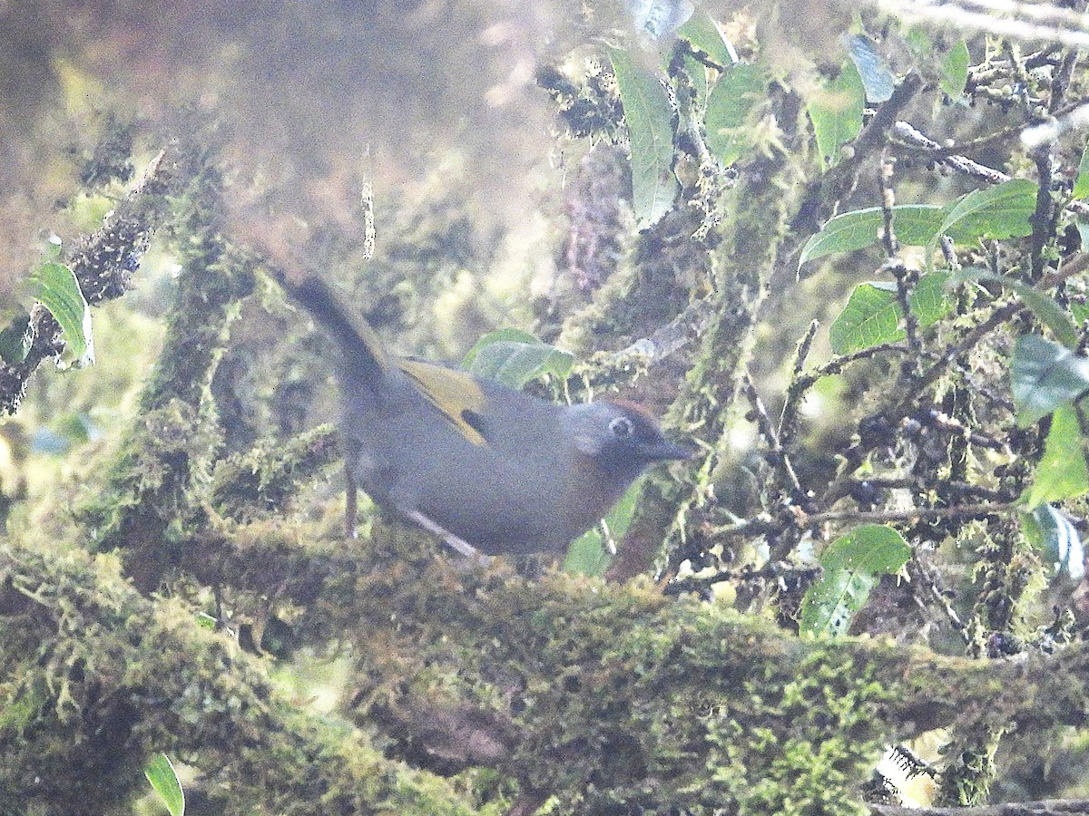 Silver-eared Laughingthrush - ML638354891