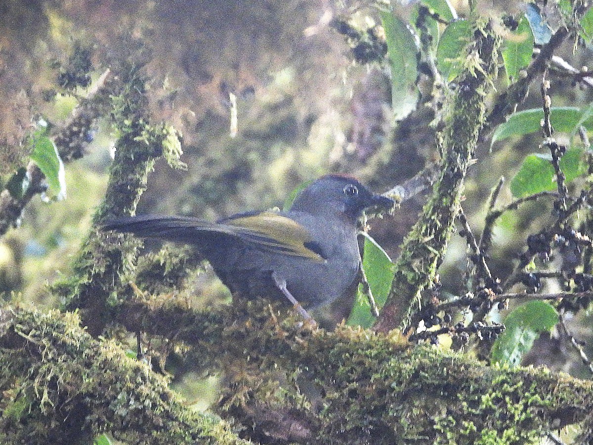 Silver-eared Laughingthrush - ML638354892