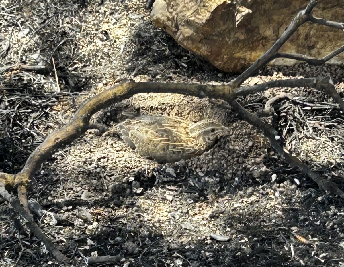 Galeper eurasiarra - ML638354894
