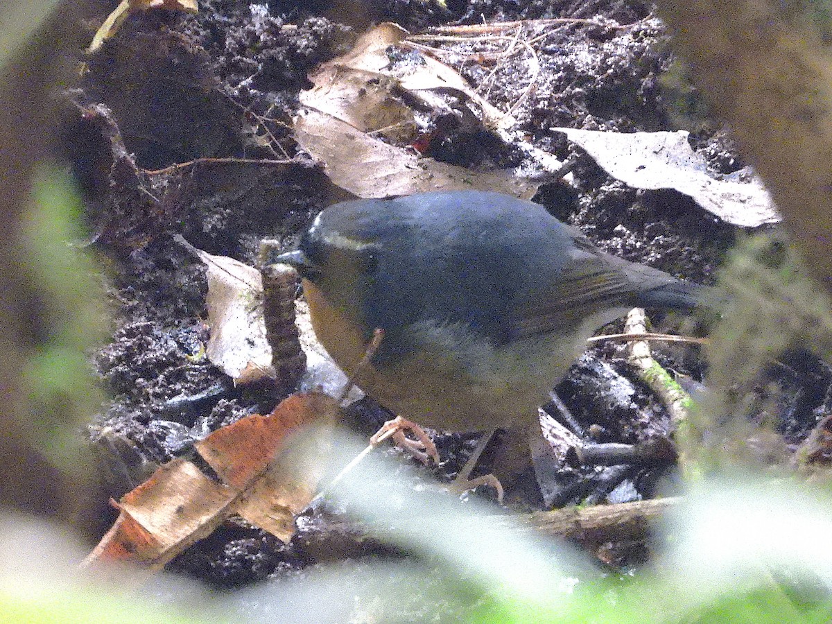 Snowy-browed Flycatcher - ML638354899