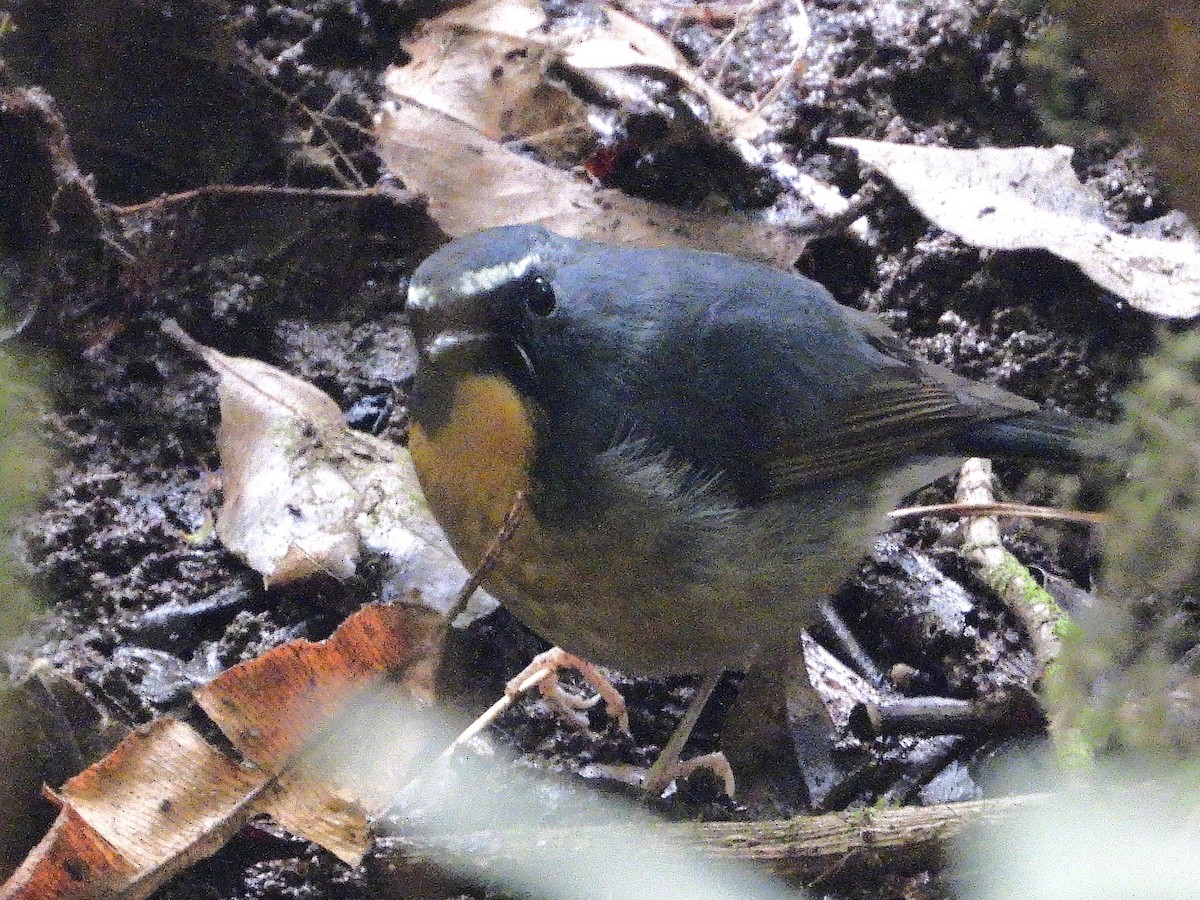 Snowy-browed Flycatcher - ML638354900