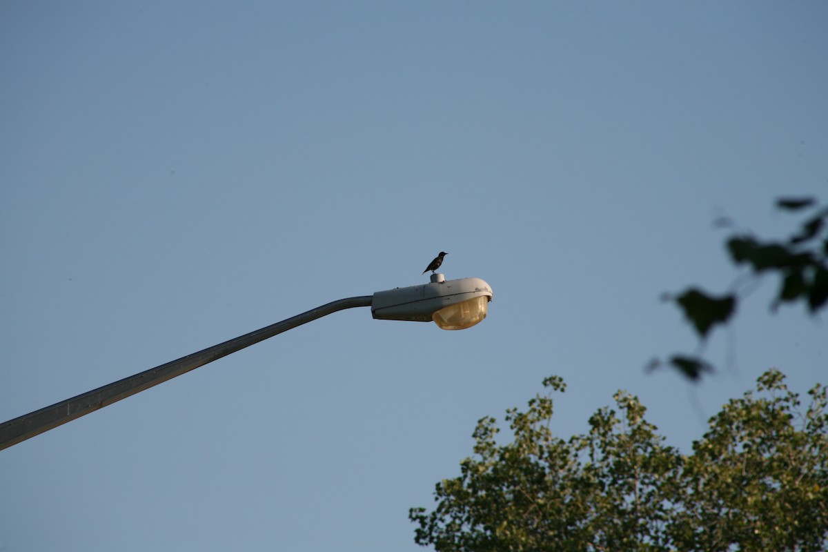 歐洲椋鳥 - ML638354906
