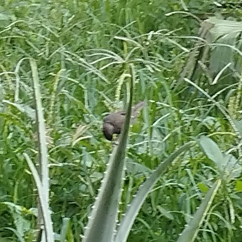 Black-faced Grassquit - ML638354907