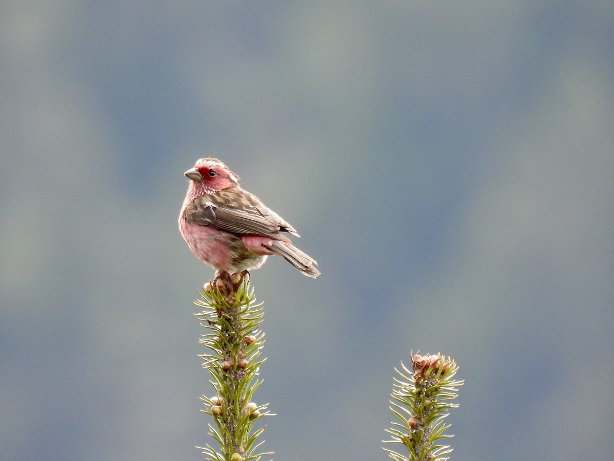 Chinese White-browed Rosefinch - ML638354916