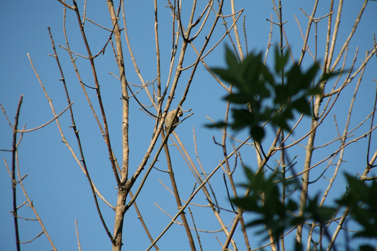 House Finch - ML638354918