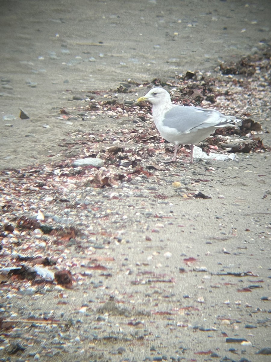 Iceland Gull - ML638354927