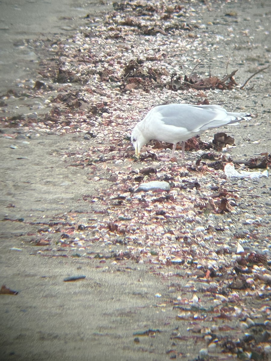 Iceland Gull - ML638354928