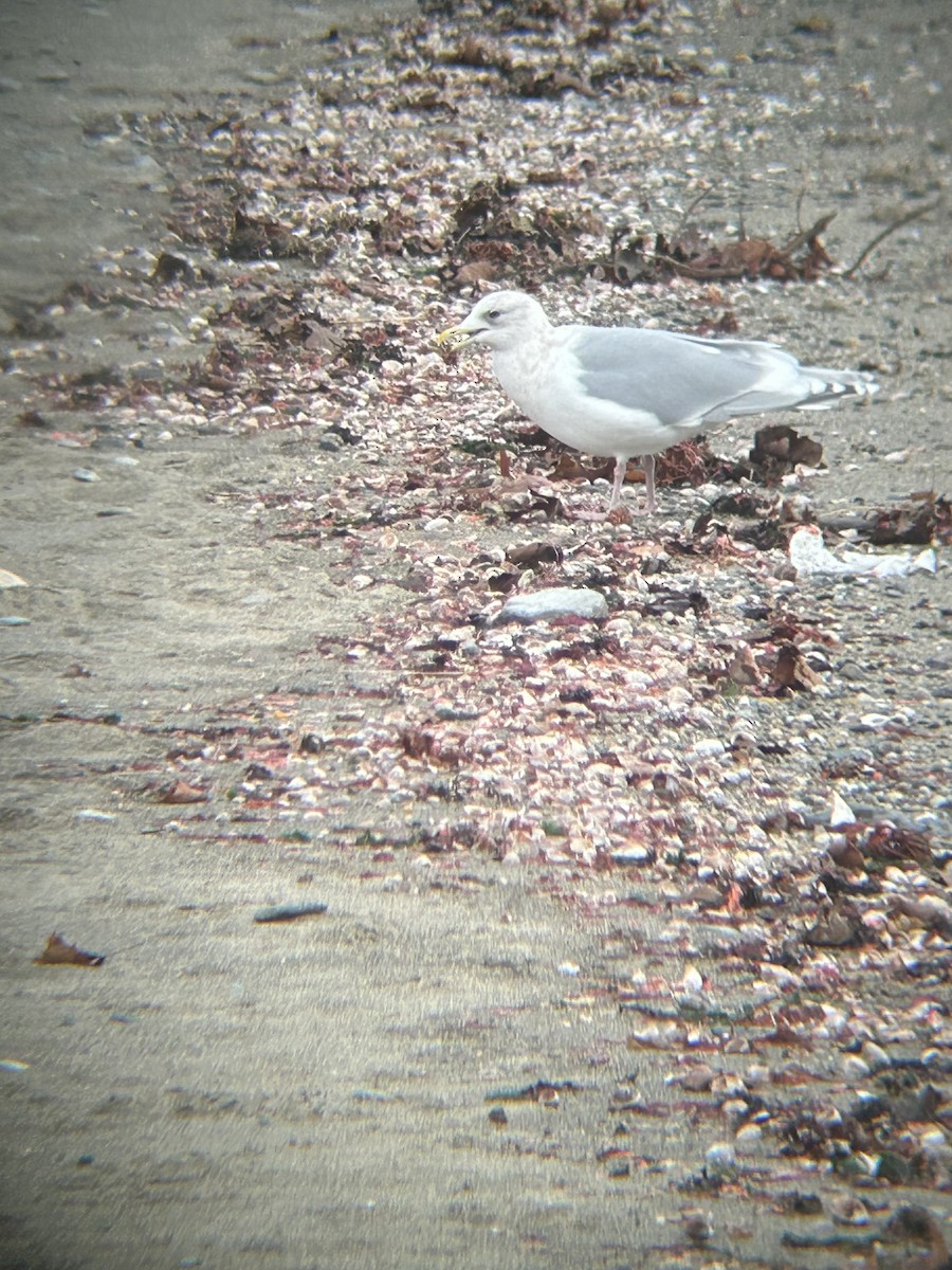 Iceland Gull - ML638354929