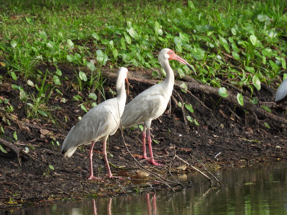 White Ibis - ML638354950