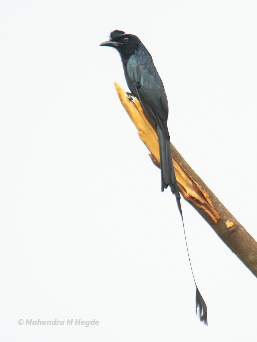 Greater Racket-tailed Drongo - ML638354960
