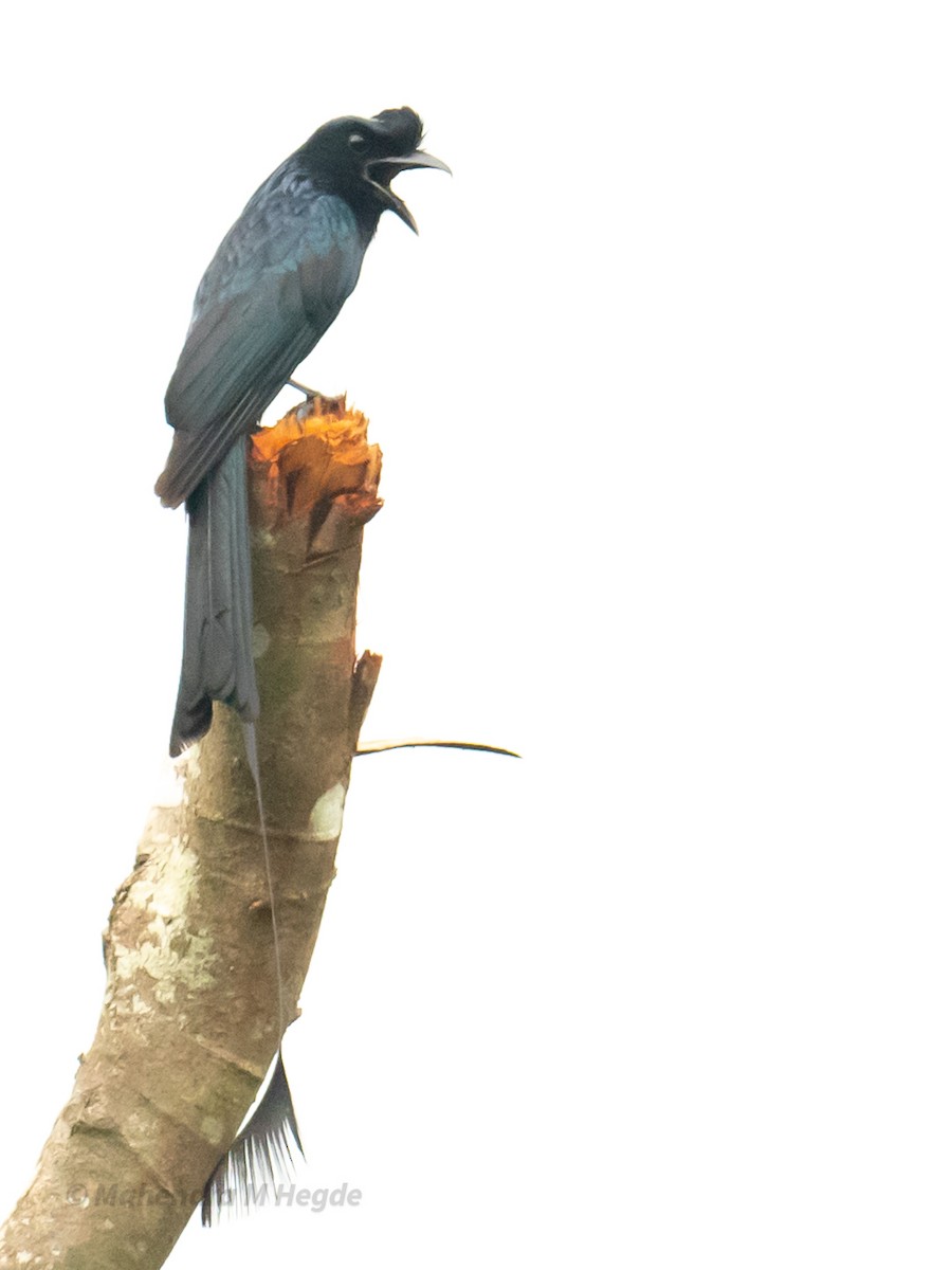 Greater Racket-tailed Drongo - ML638354961