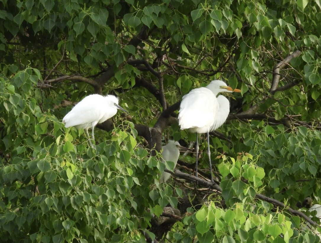 Little Blue Heron - ML638354968