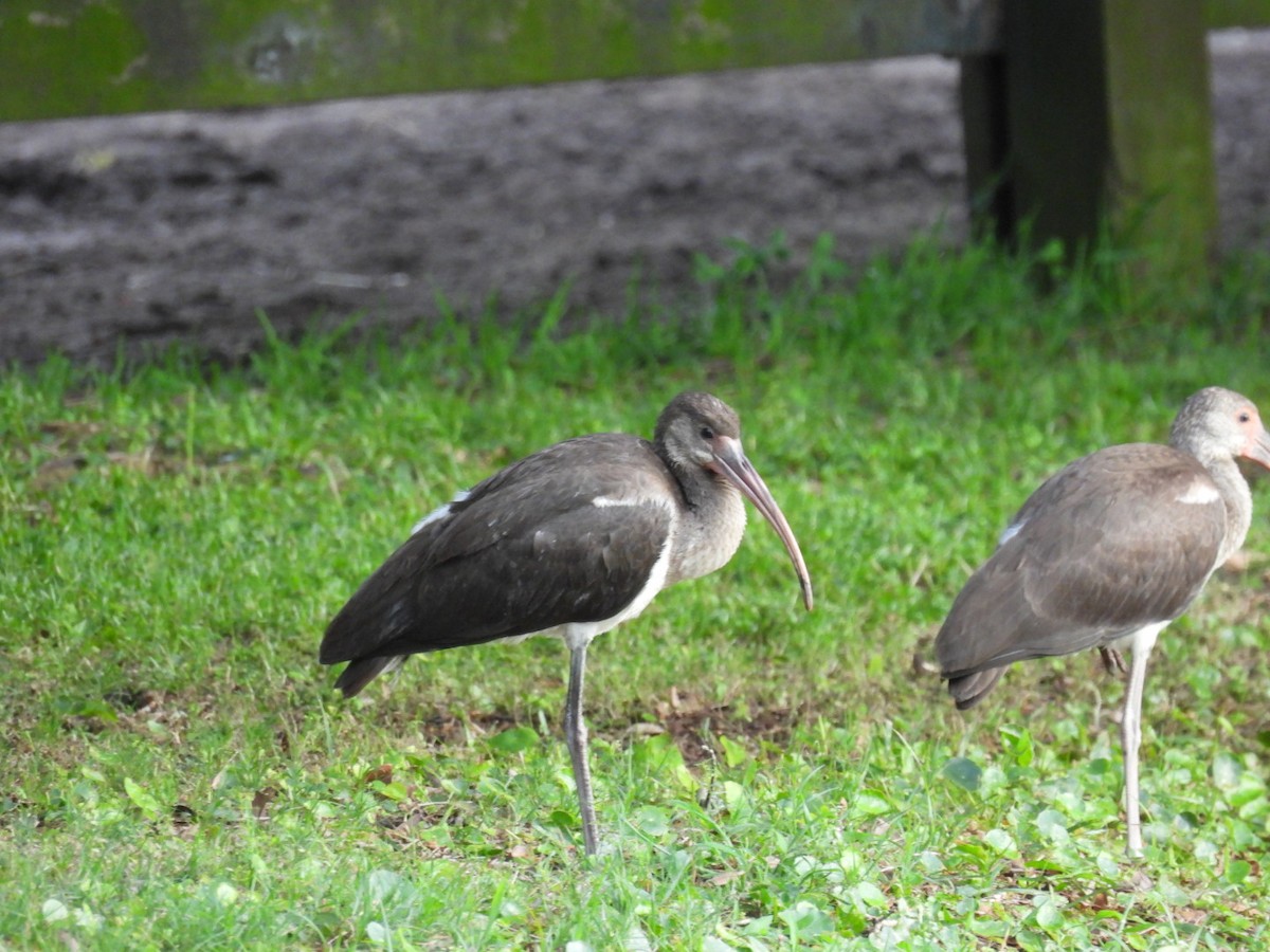 White Ibis - ML638354972