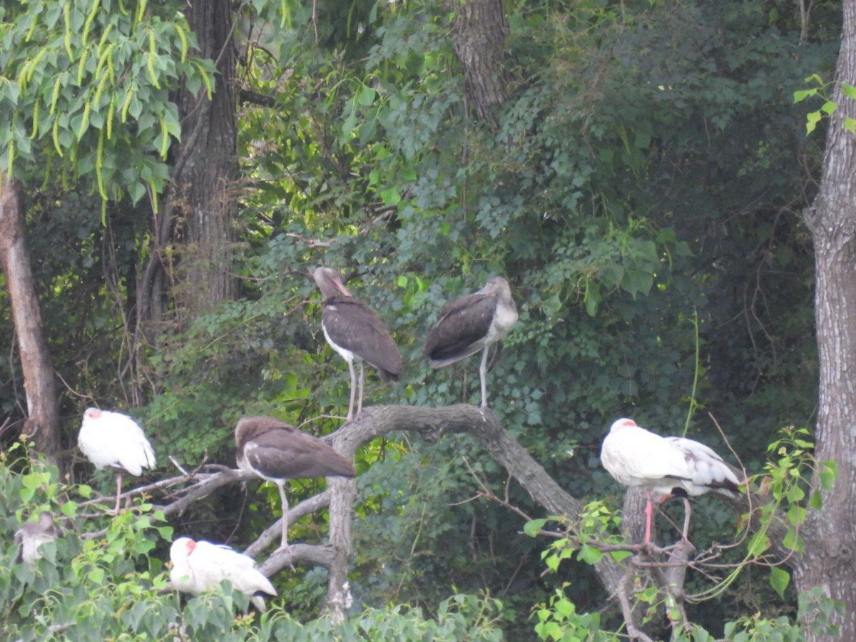 White Ibis - ML638354981