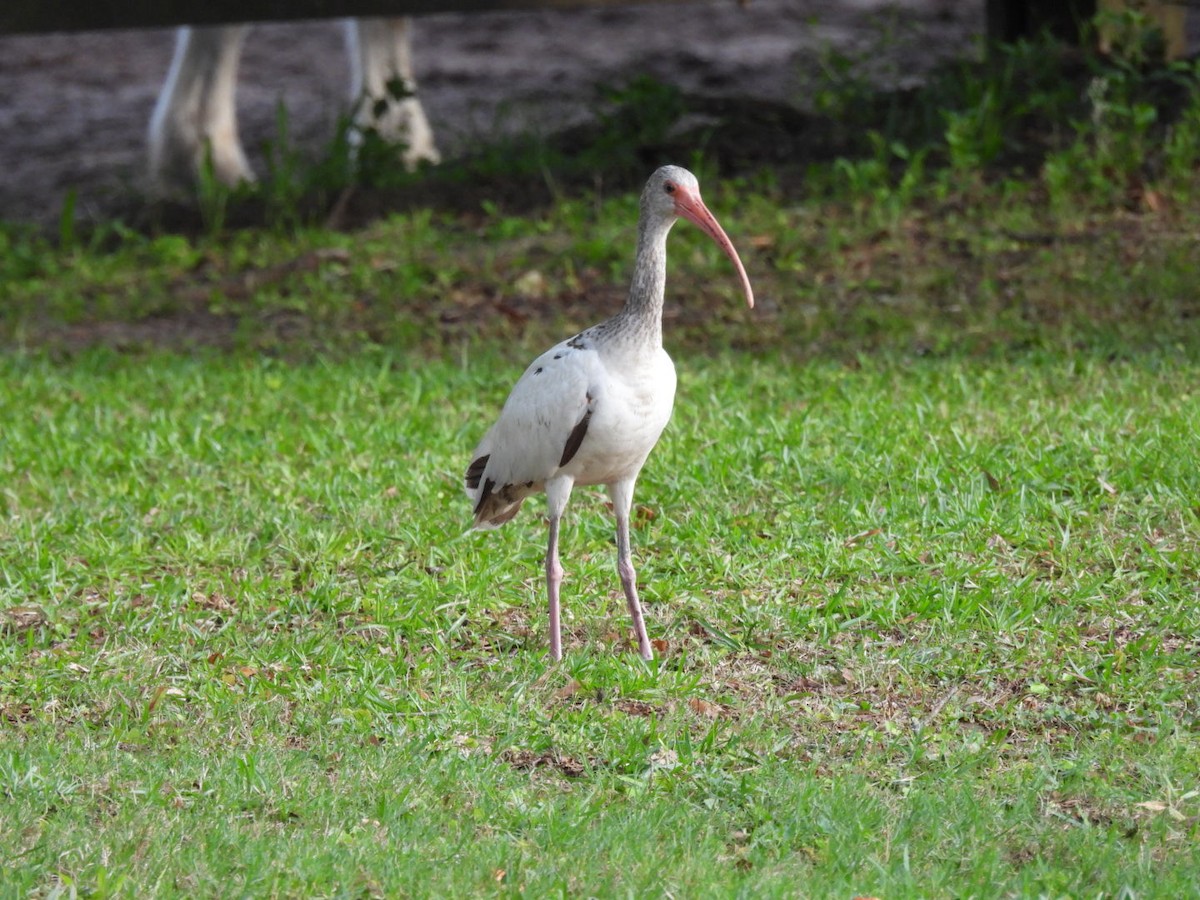 White Ibis - ML638354984
