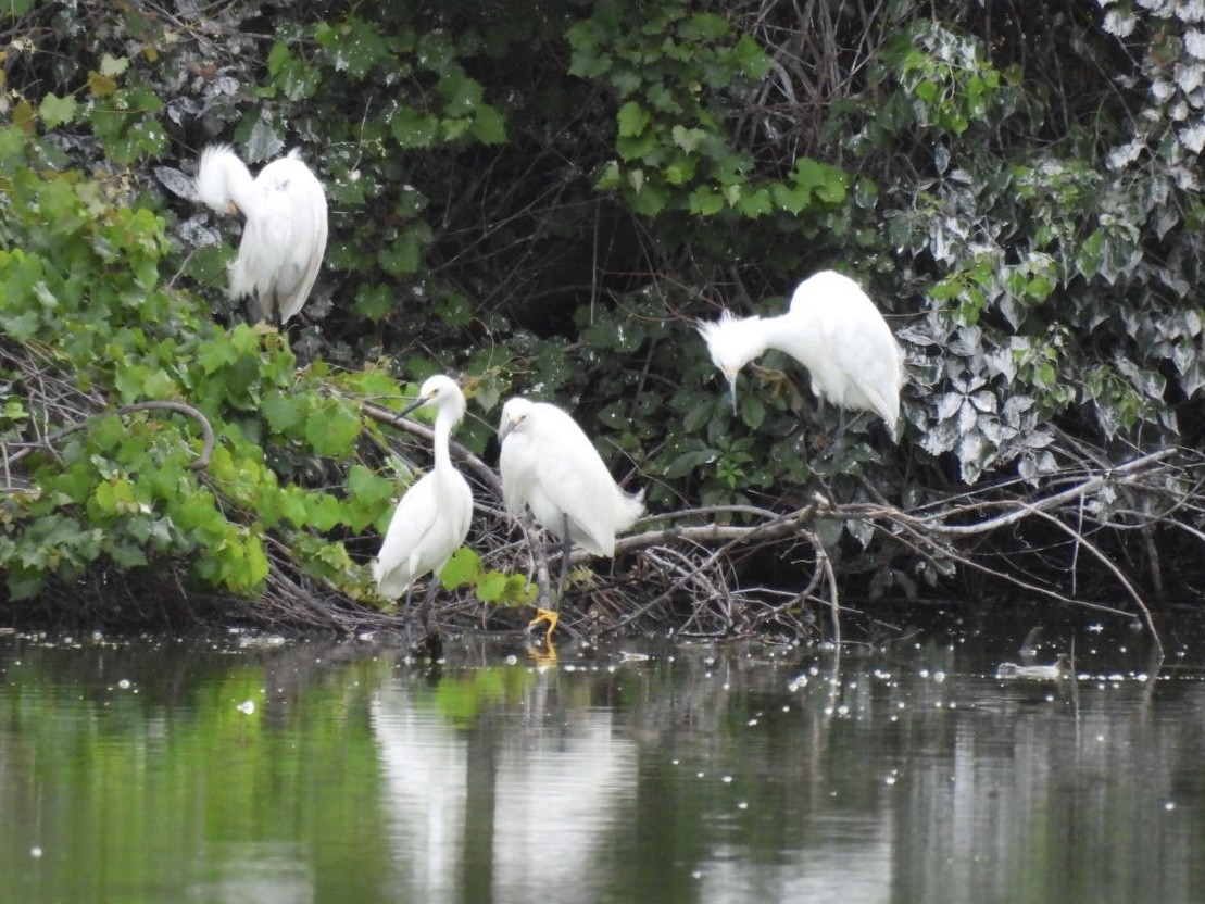Snowy Egret - ML638354992