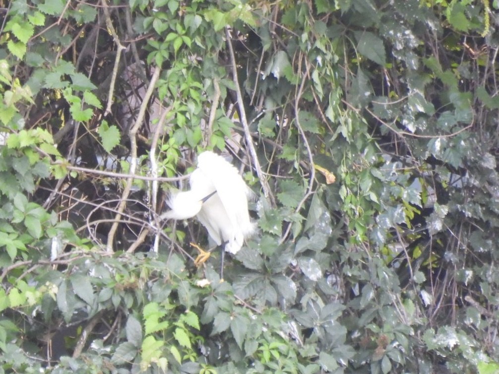 Snowy Egret - ML638354996