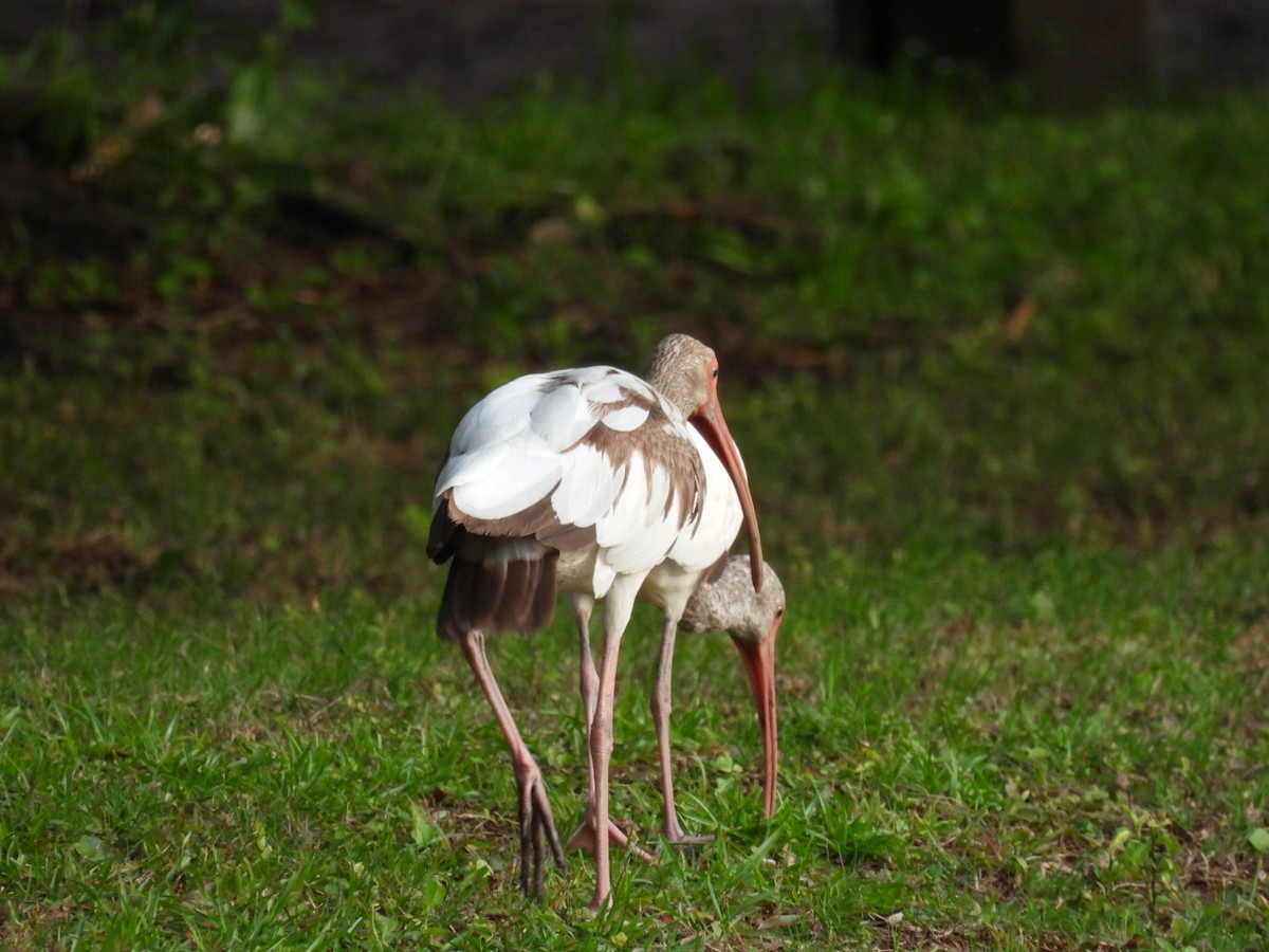 White Ibis - ML638355002