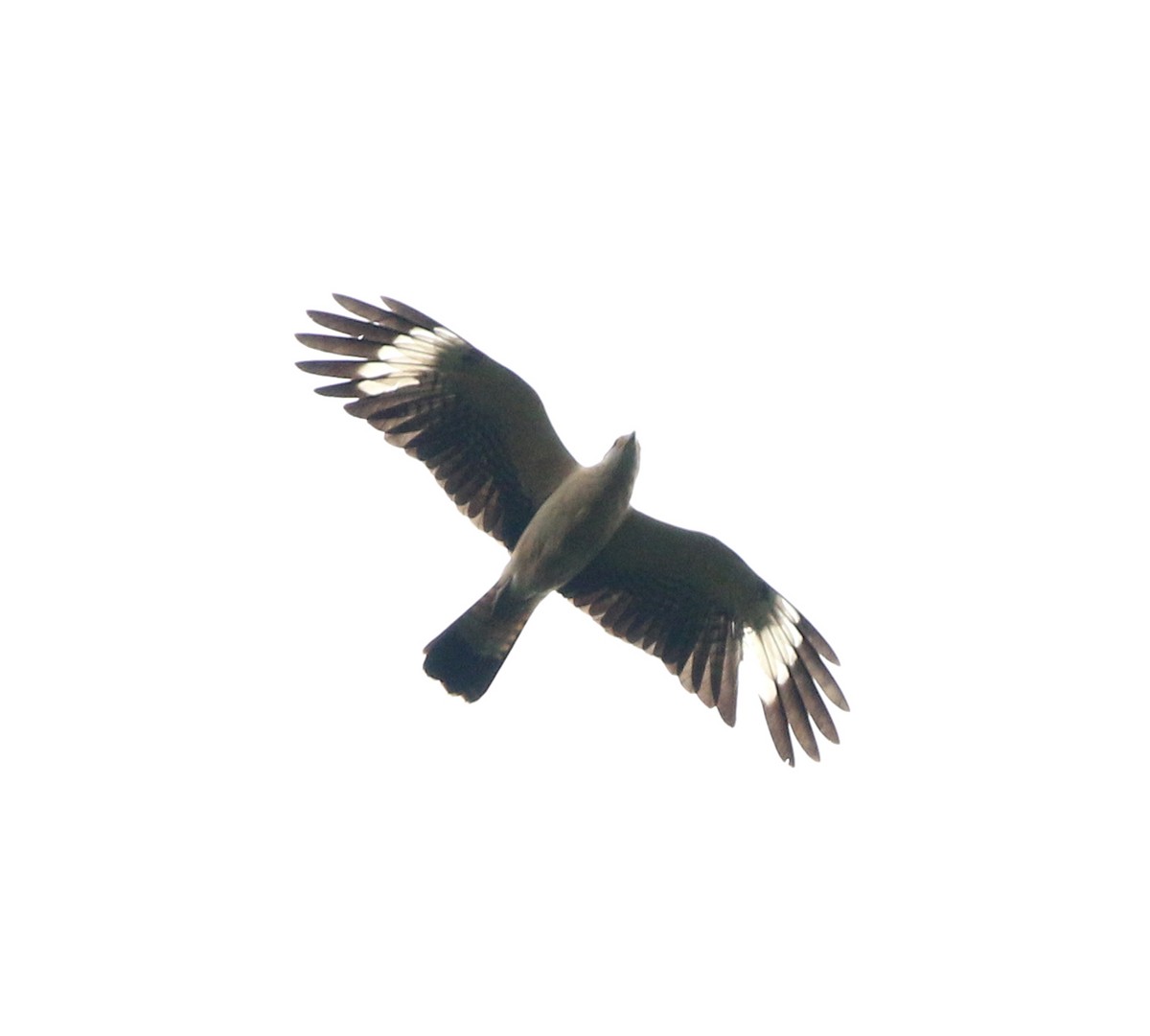 Yellow-headed Caracara - ML638355003