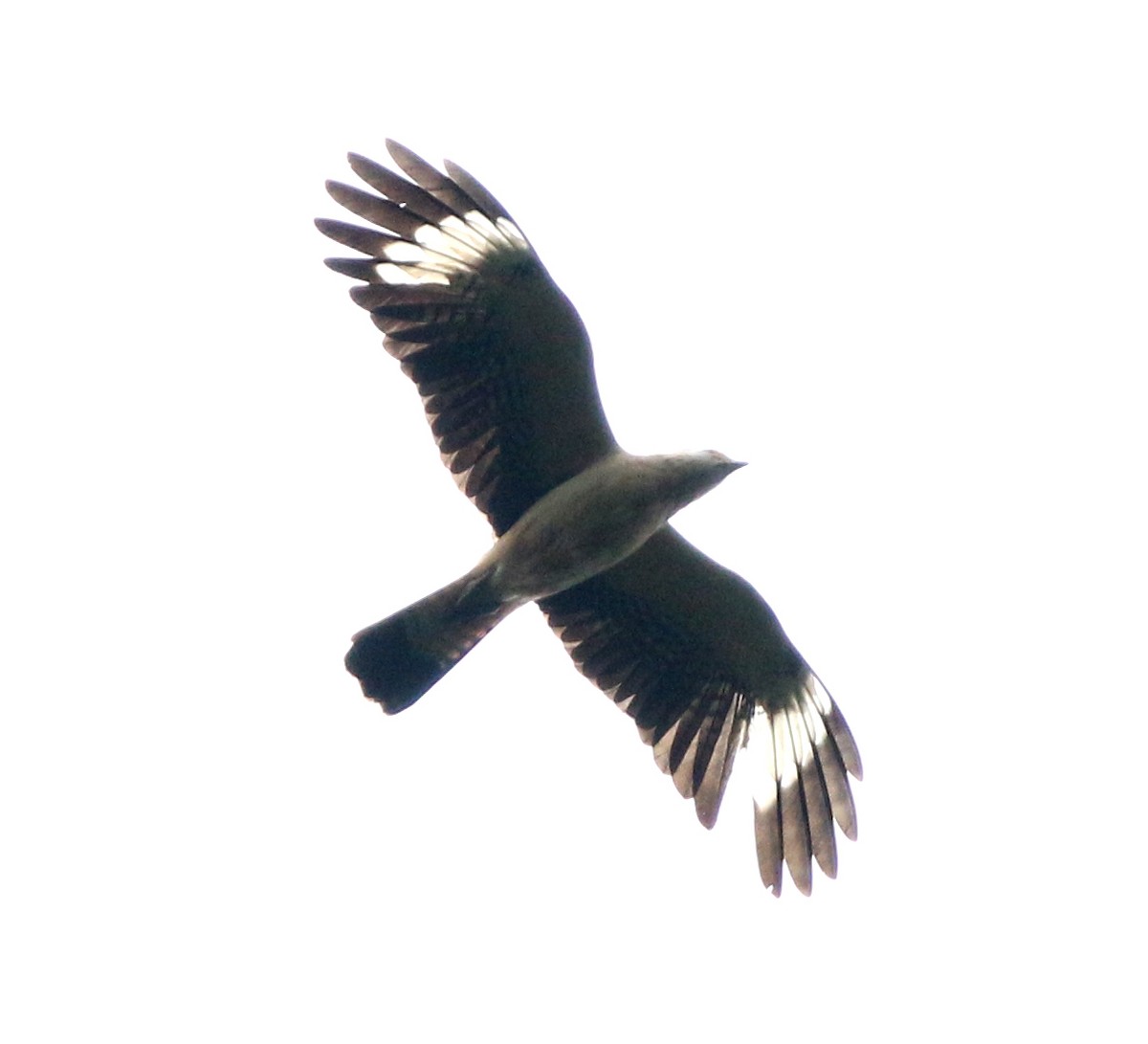 Yellow-headed Caracara - ML638355004