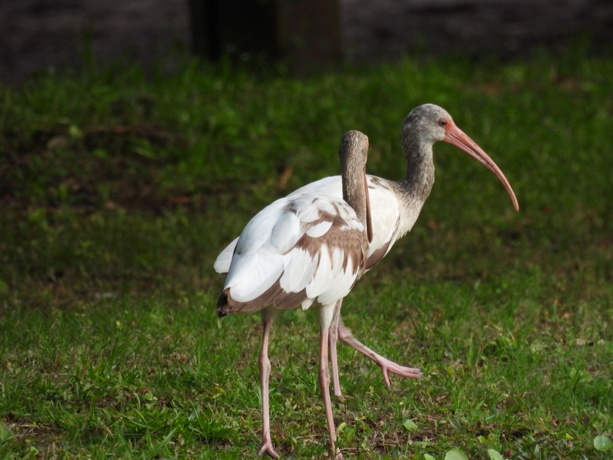 White Ibis - ML638355005