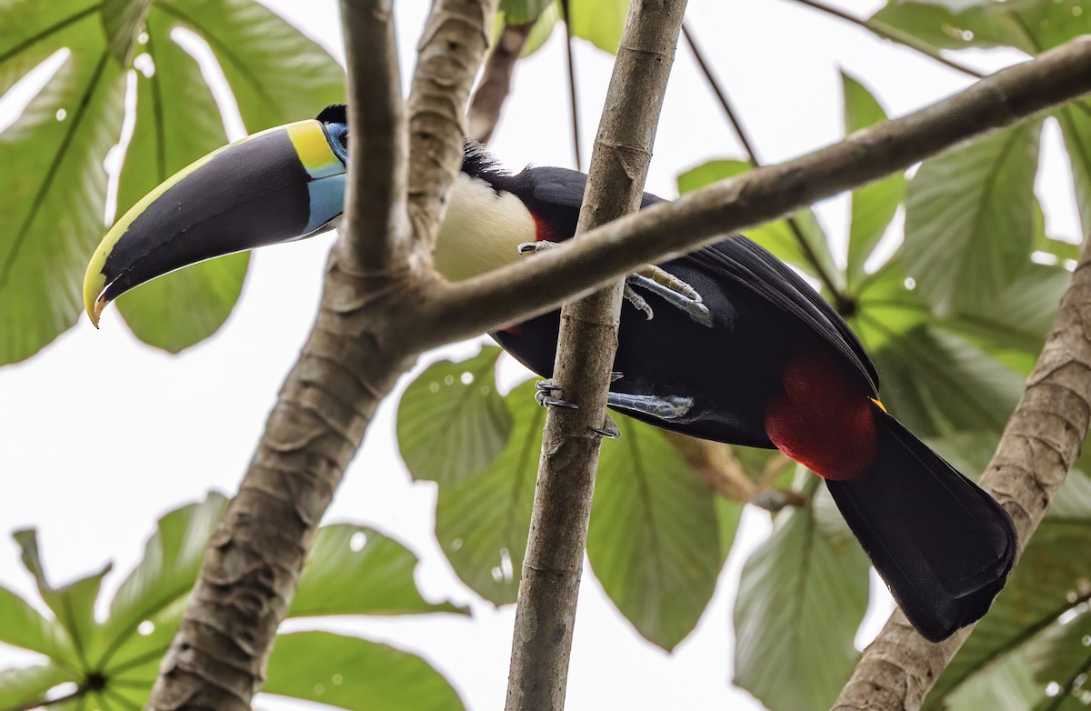 White-throated Toucan - ML638355007