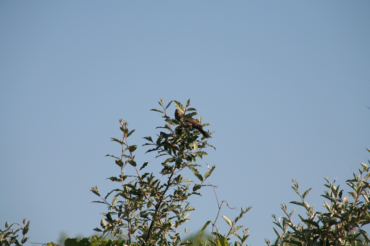 Red-winged Blackbird - ML638355011