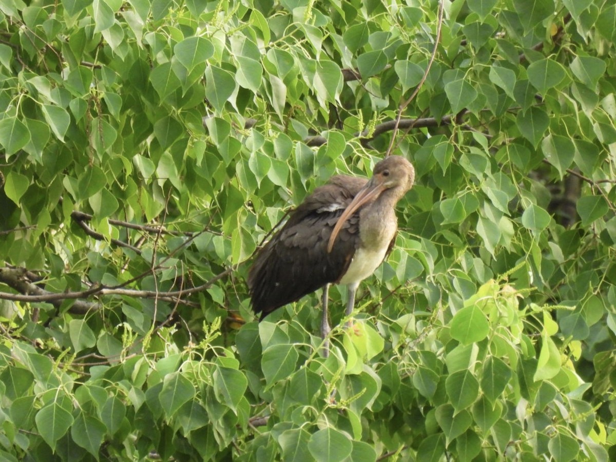 White Ibis - ML638355015