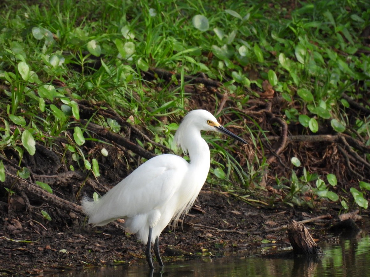 Snowy Egret - ML638355016