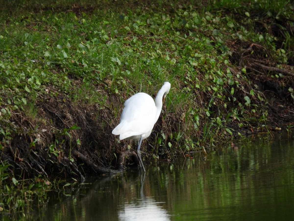 Snowy Egret - ML638355017