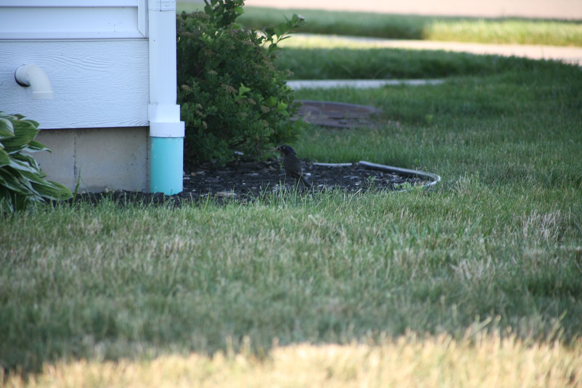 Common Grackle - ML638355019