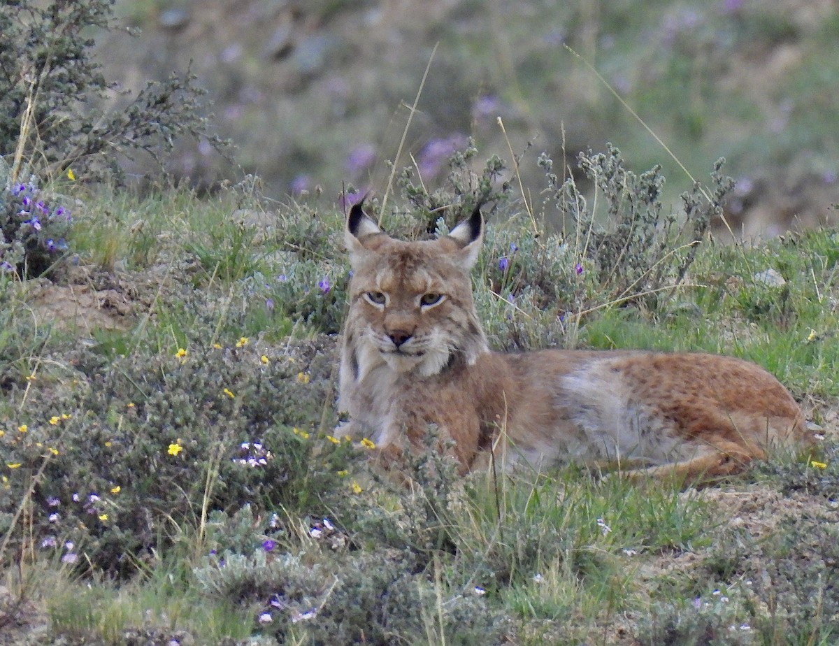 オオヤマネコ - ML638355022