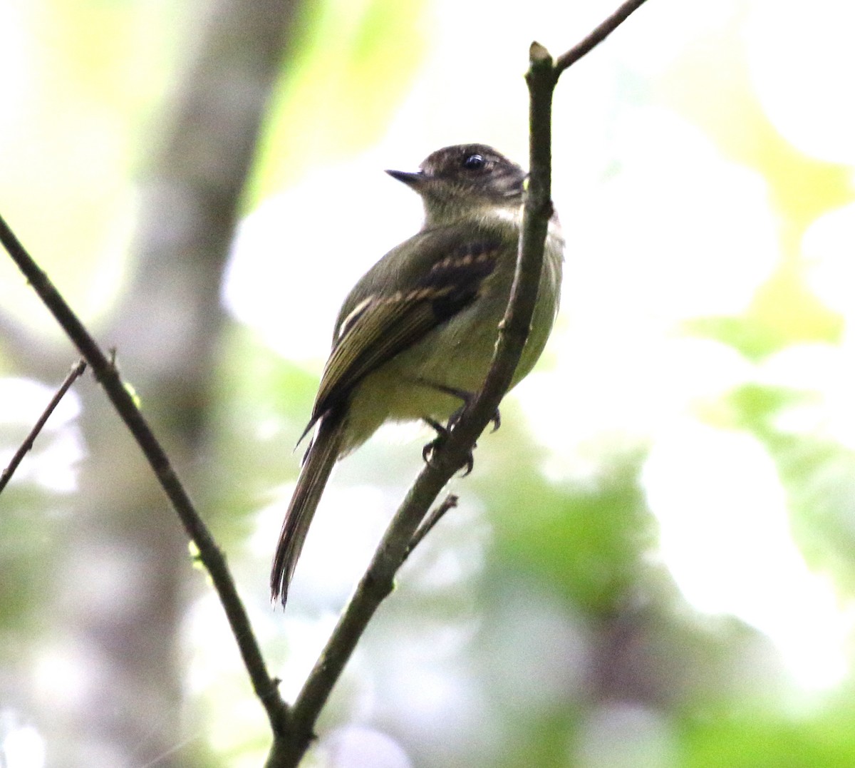 Sepia-capped Flycatcher - ML638355039