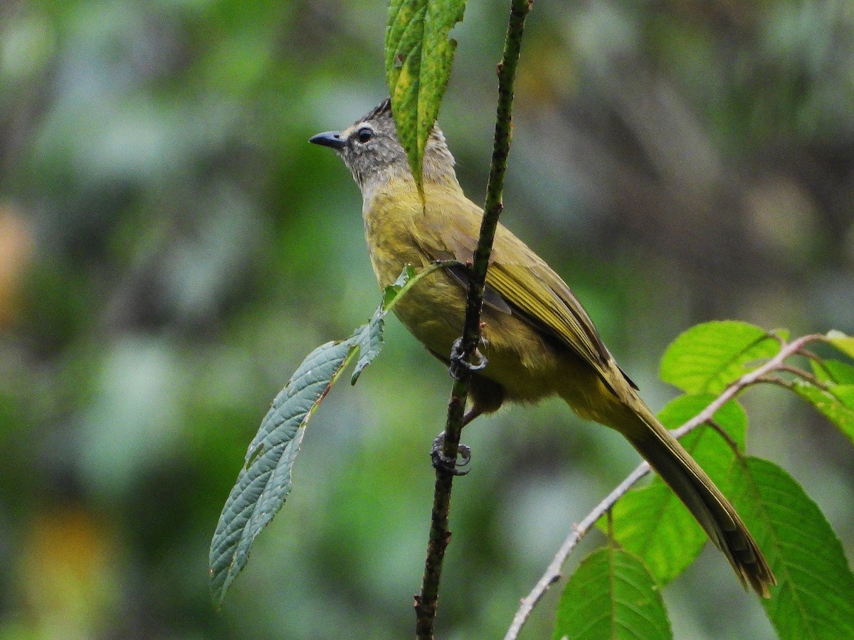 Bulbul Amarillento - ML638355056