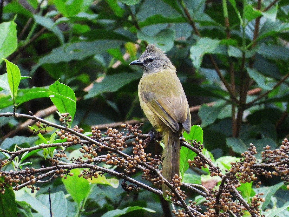 Bulbul Amarillento - ML638355057