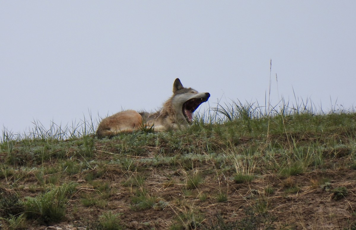 オオカミ - ML638355059