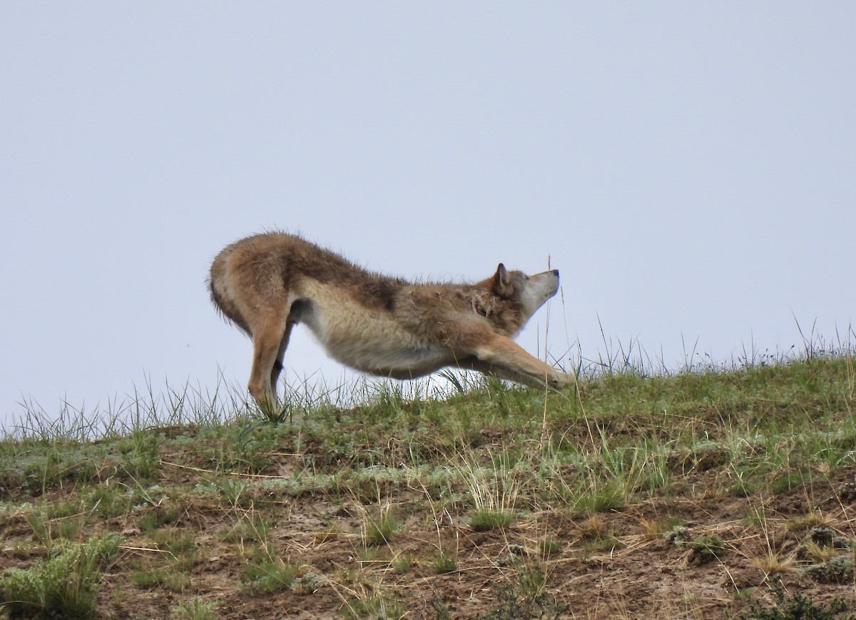 オオカミ - ML638355060