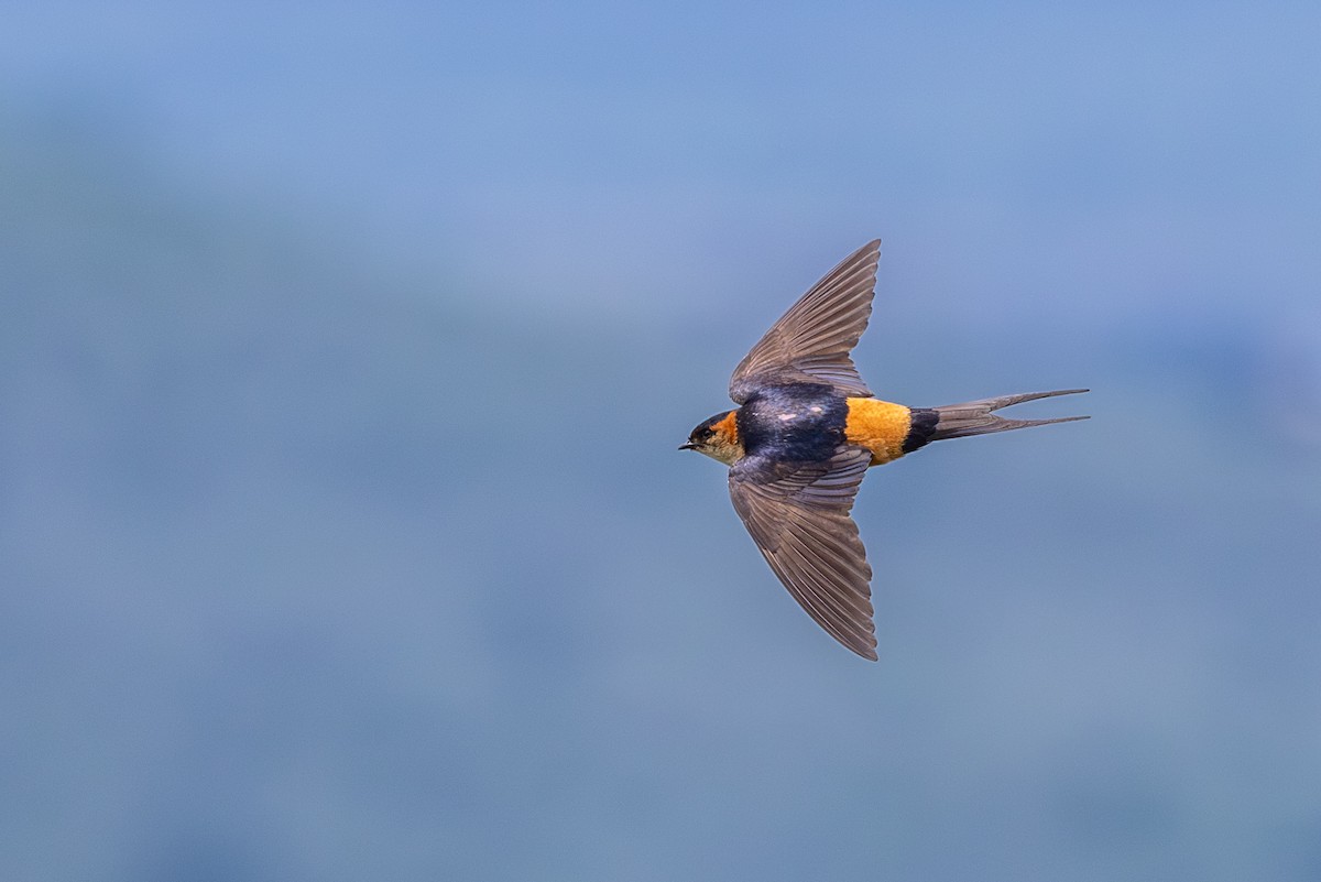 Golondrina Senegalesa - ML638355087