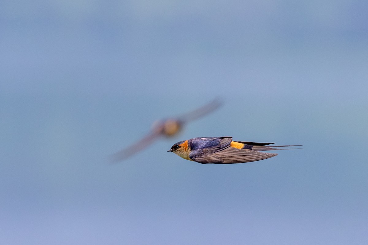 Golondrina Senegalesa - ML638355103
