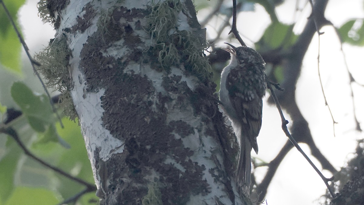 Eurasian Treecreeper - ML638355121