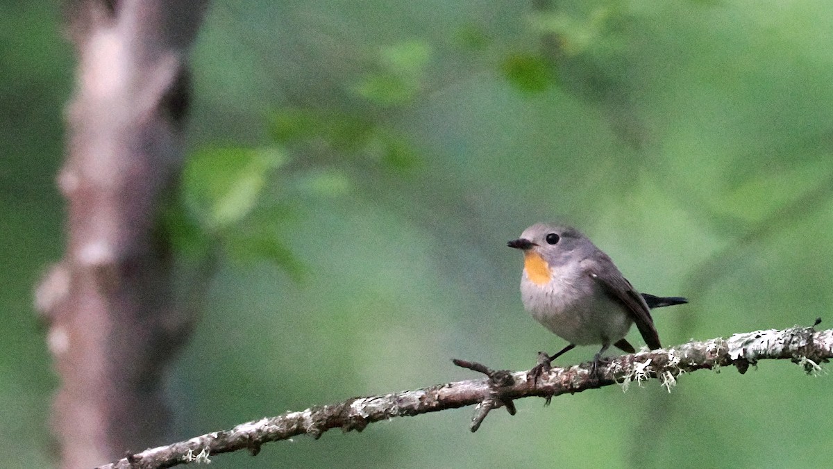 Taiga Flycatcher - ML638355122
