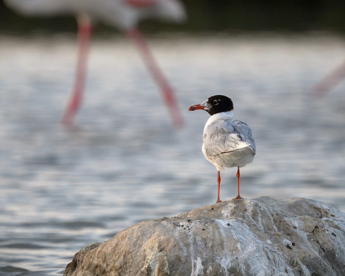 Mediterranean Gull - ML638355124